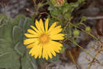 Godfrey's goldenaster